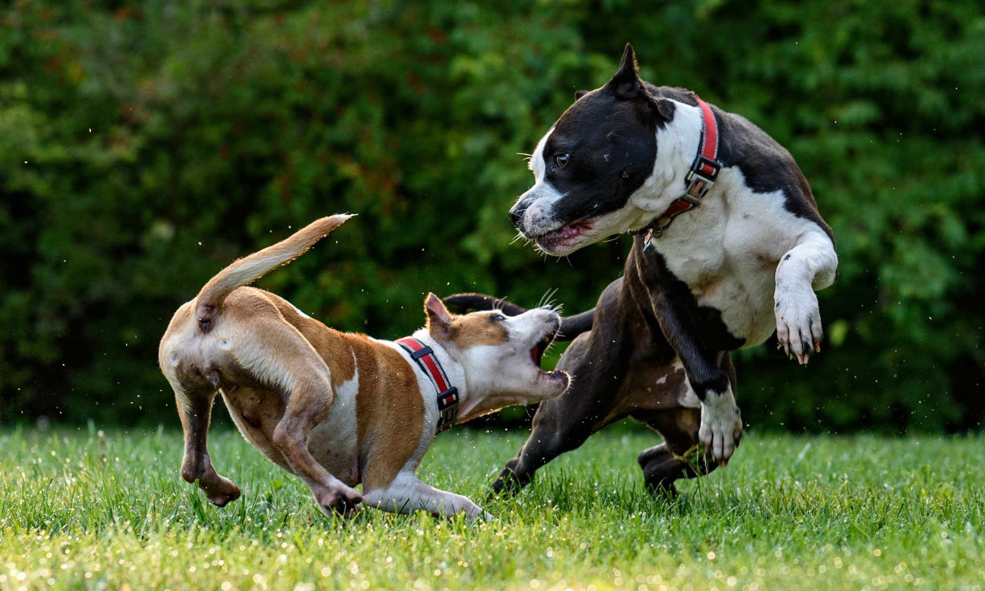 dog-fight