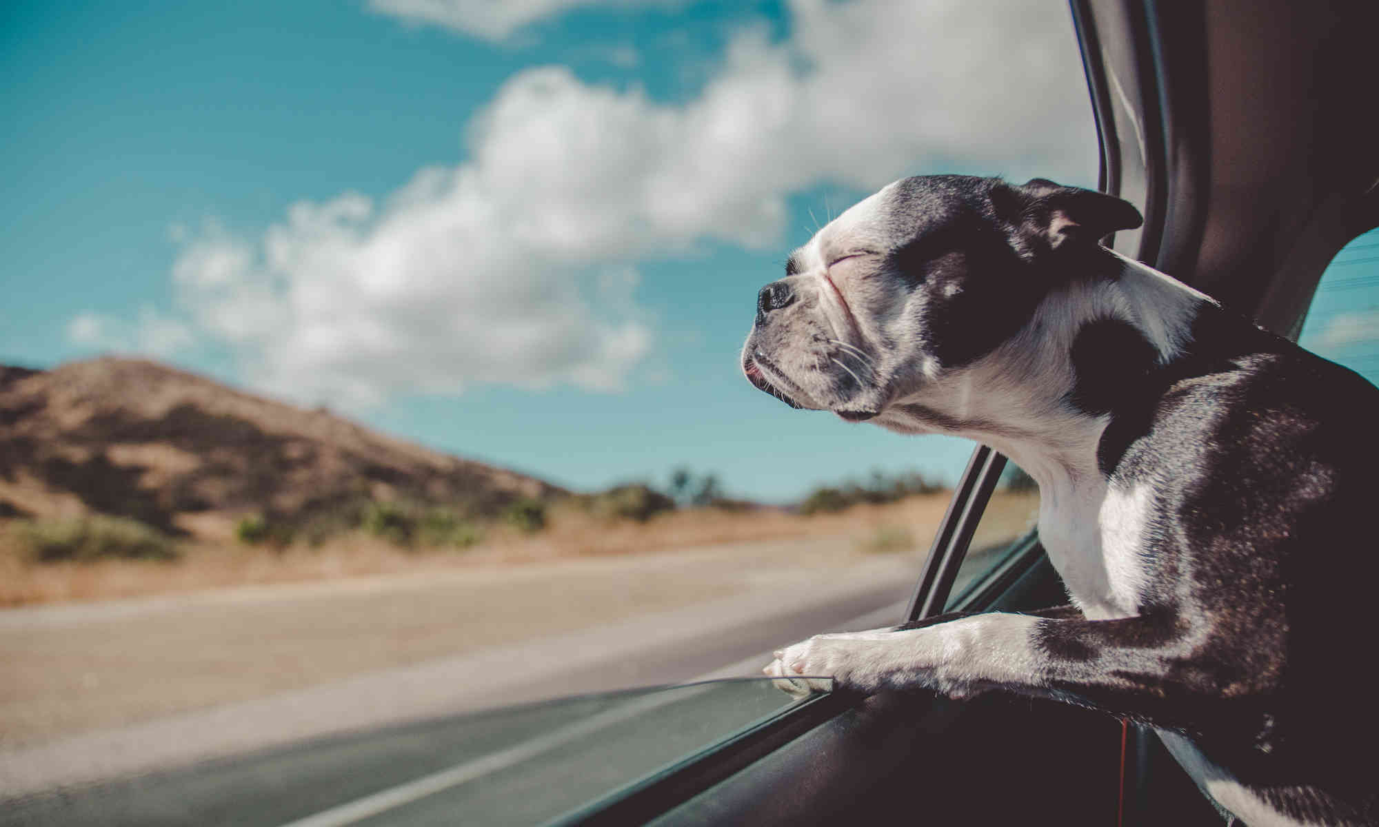 dog-on-the-road