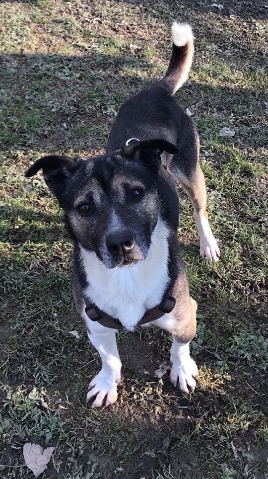 Nocciolo cane in adozione Parma